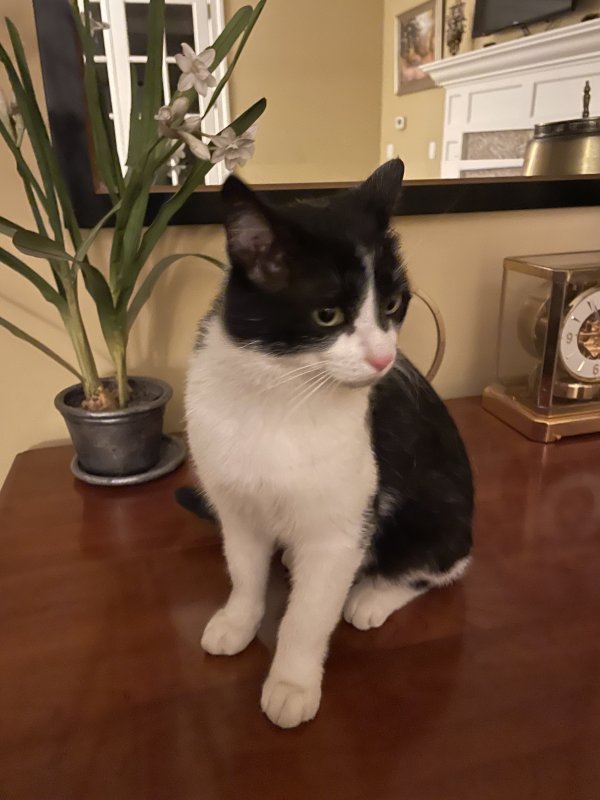 Safe Cat in Wilmington, IL