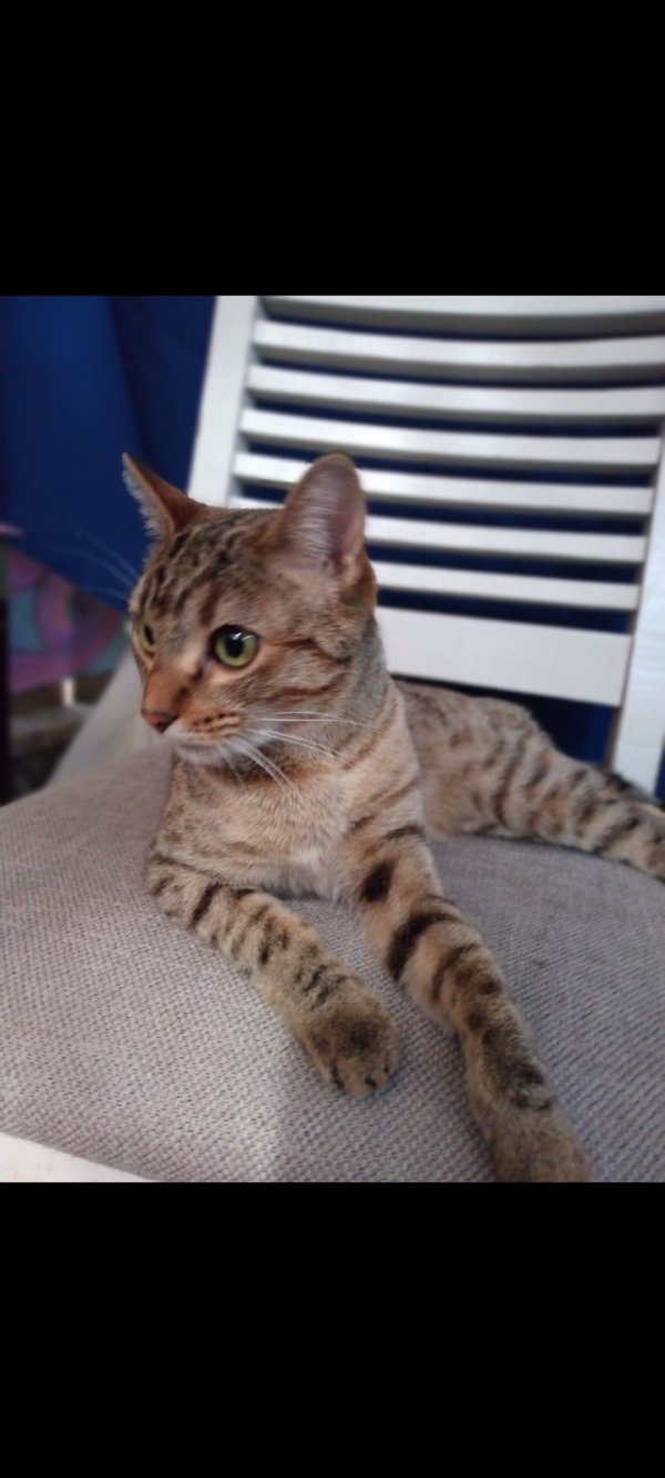 Safe Cat in Laguna Hills, CA