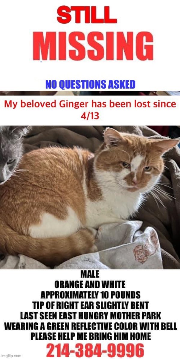 Safe American Shorthair in Marion, VA