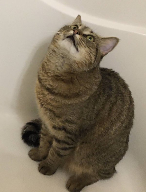 Safe American Shorthair in Winterville, NC