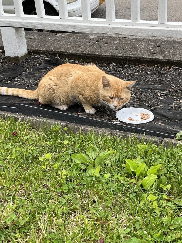 Found American Shorthair in Yonkers, NY
