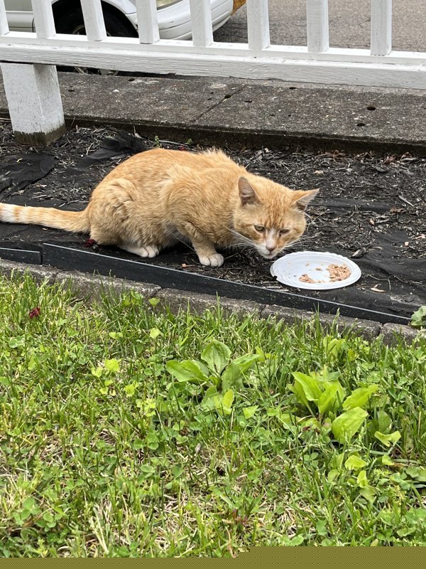 Found American Shorthair 