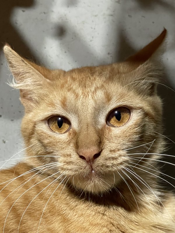 Safe Cat in Baytown, TX