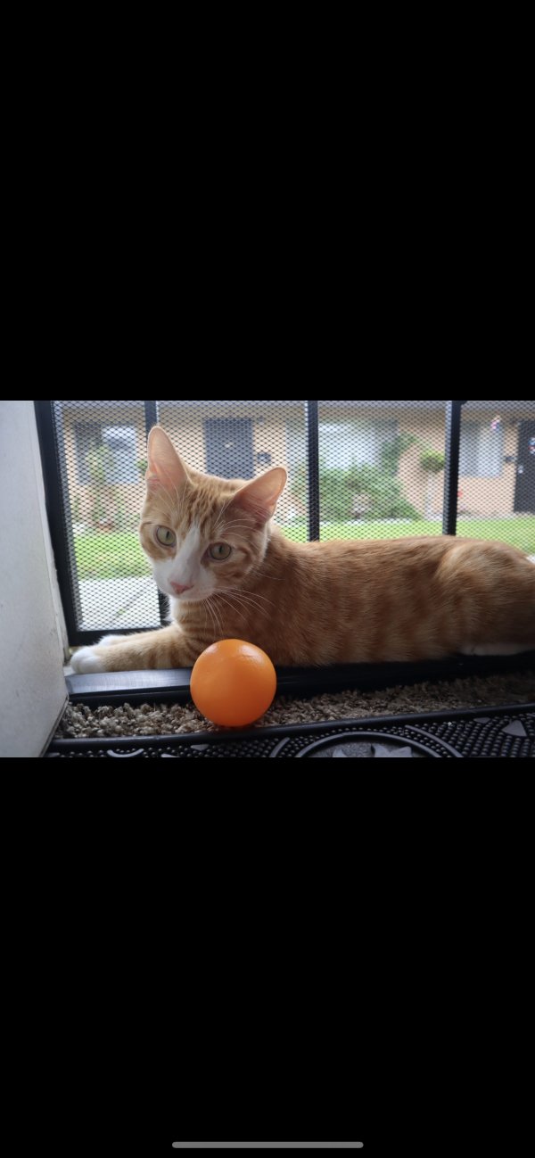 Safe Cat in Anaheim, CA