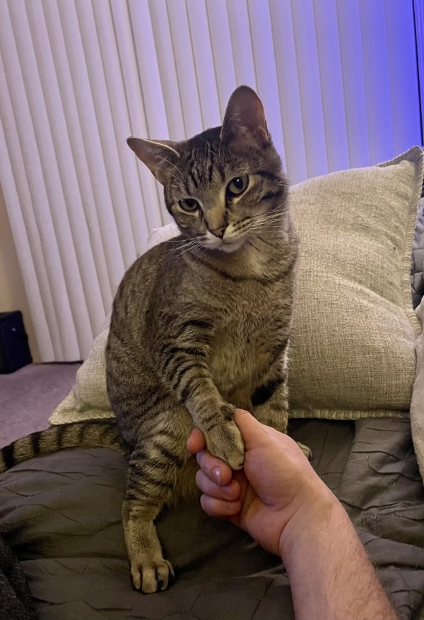 Safe Domestic Short Hair in Wichita, KS