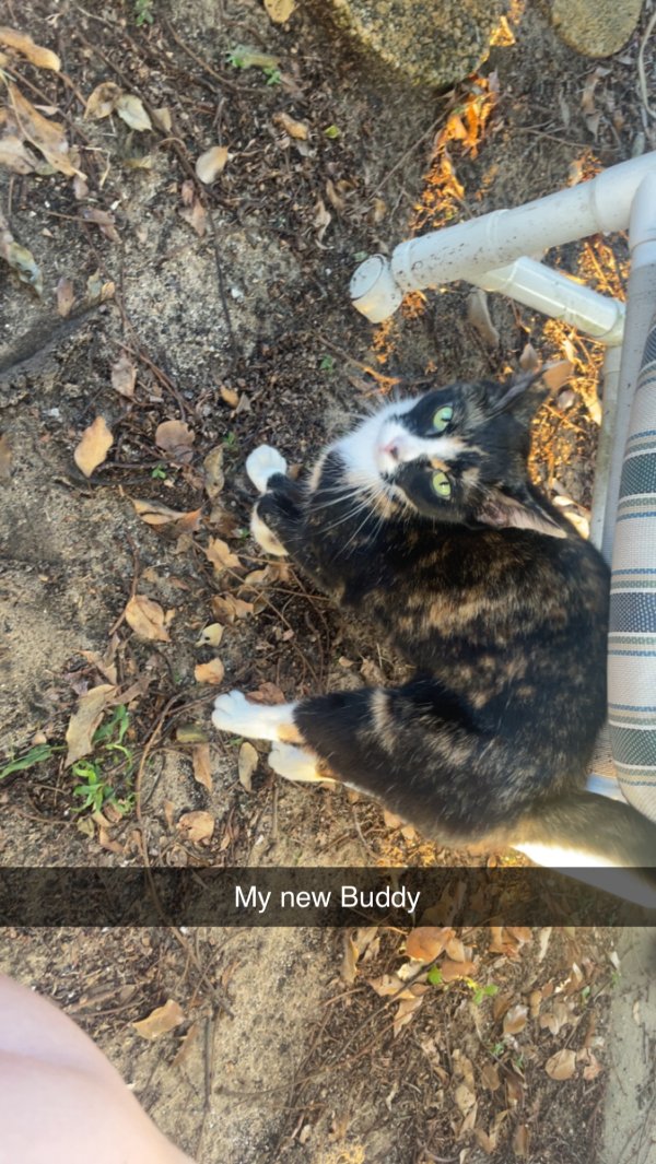 Found Cat in Avon Park, FL