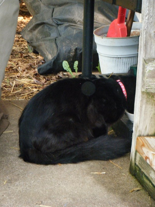 Safe Cat in Springfield, MO