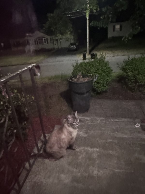 Found Cat in Chicopee, MA