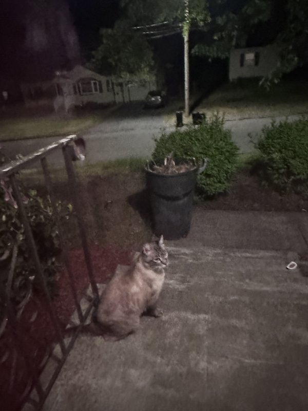 Safe Cat in Chicopee, MA