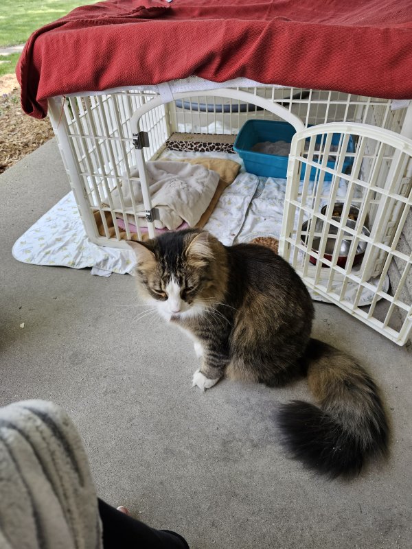 Safe Cat in Ypsilanti, MI