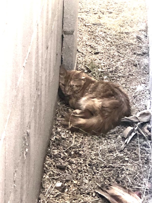 Safe Domestic Short Hair in Phoenix, AZ