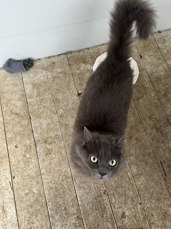 Safe Cat in Oakland, OR