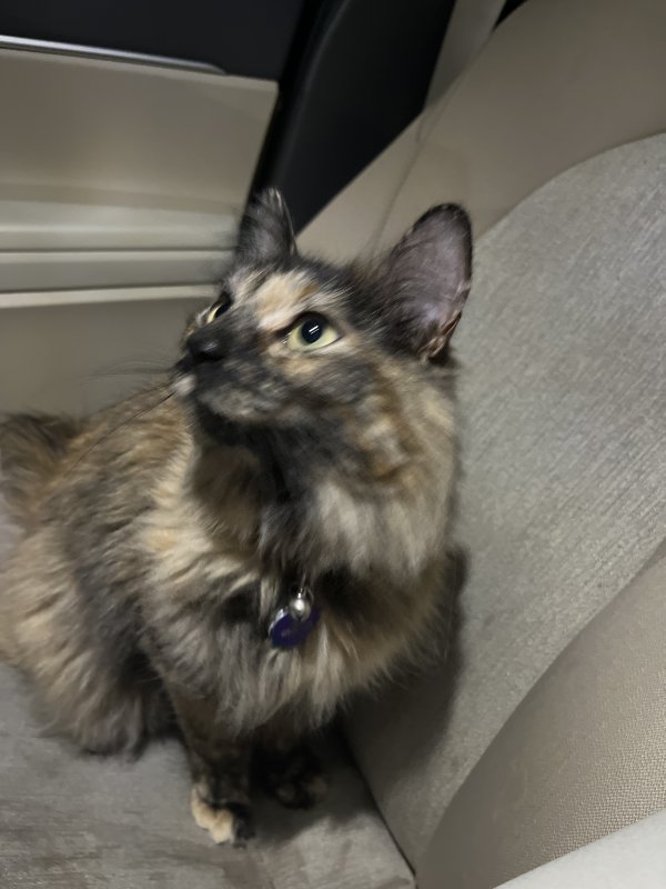 Safe Cat in Logan, UT
