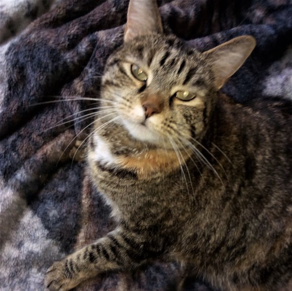 Safe Domestic Short Hair in Old Fort, NC