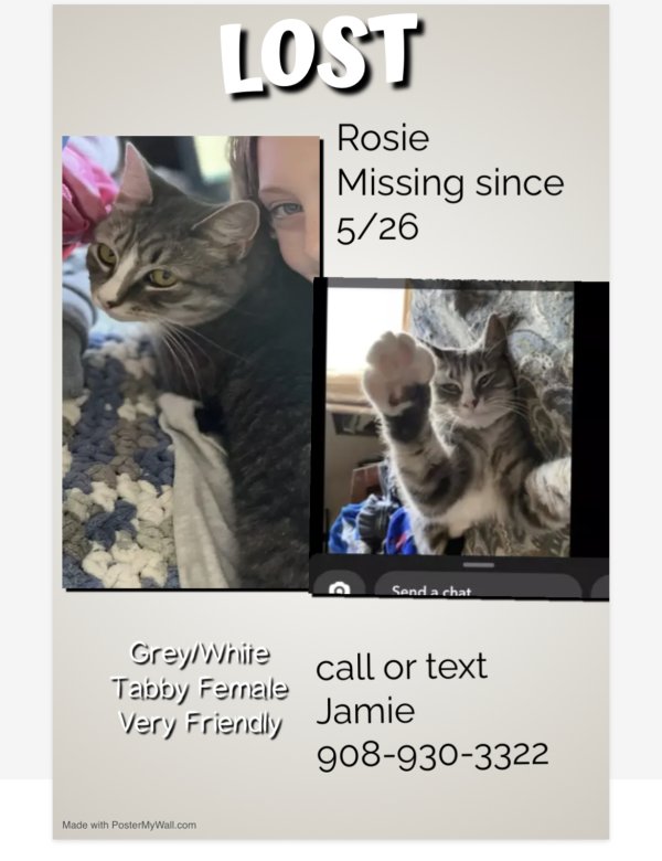 Lost Cat in Point Pleasant Beach, NJ
