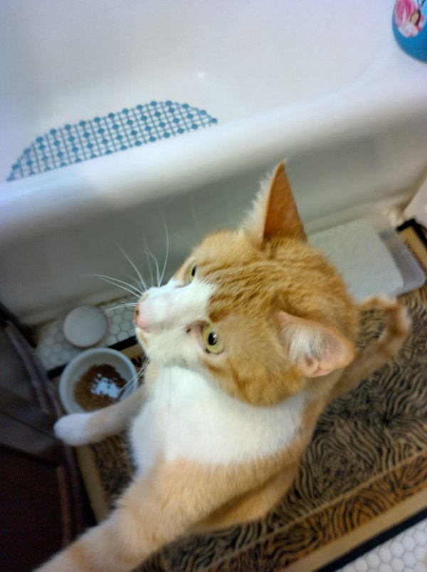 Found Domestic Short Hair 