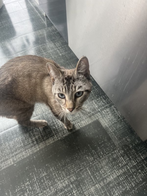 Found Cat in Los Angeles, CA