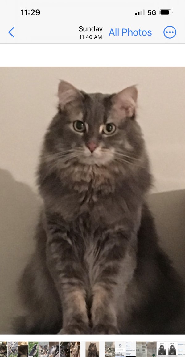 Lost Maine Coon in Derby, KS