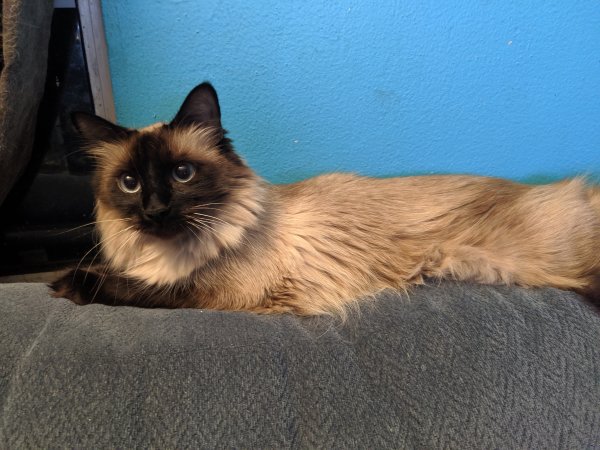 Safe Siamese in Orange, CA