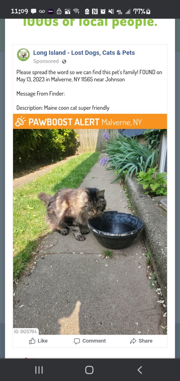 Found Maine Coon in Malverne, NY