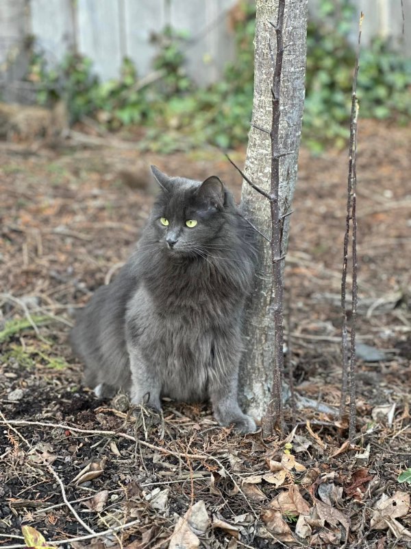 Safe Cat in Portland, OR