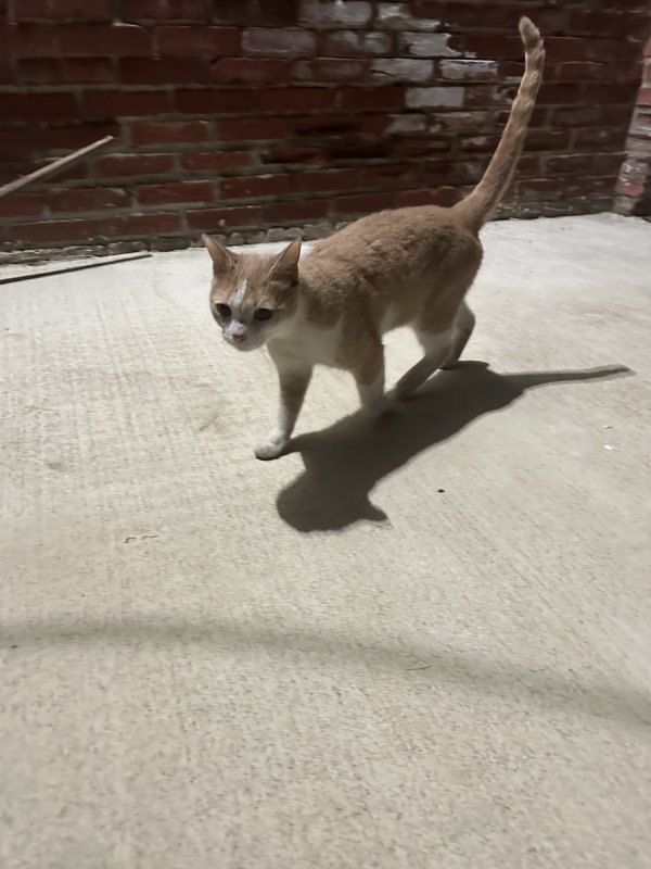 Found Cat in Collingswood, NJ