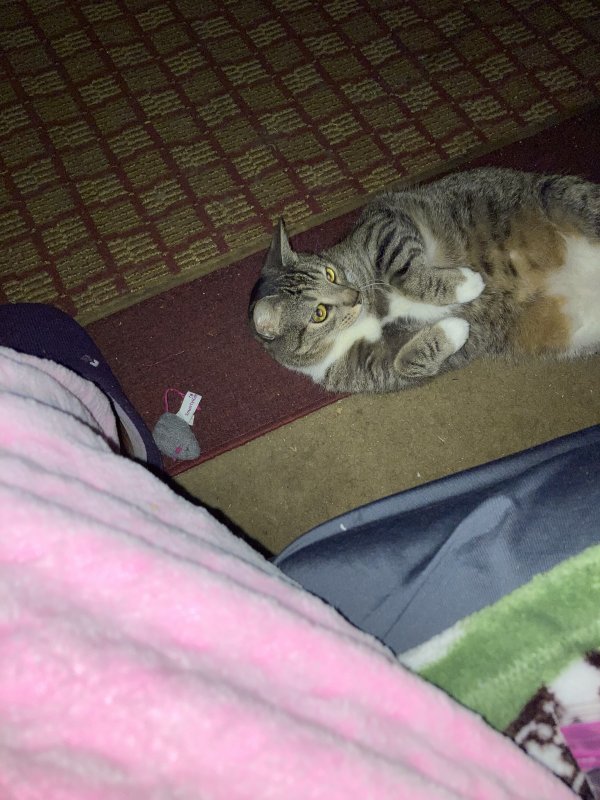 Safe Cat in Fuquay Varina, NC