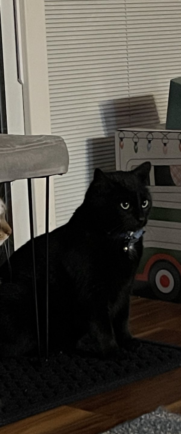 Lost Cat in Tinley Park, IL