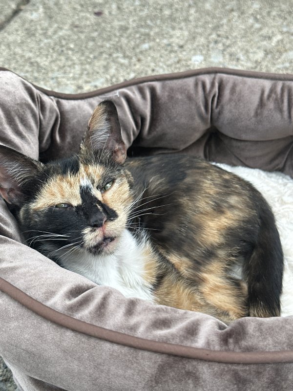 Safe Cat in Calumet City, IL