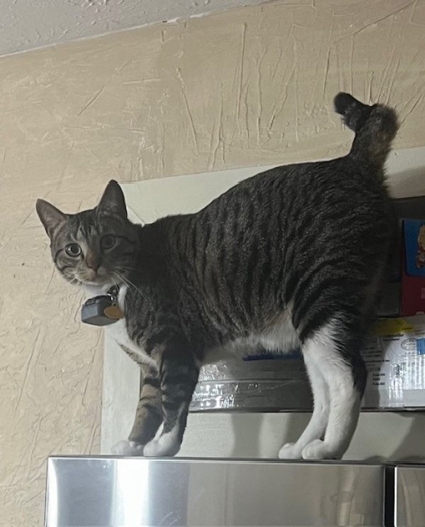 Safe American Shorthair in Houston, TX