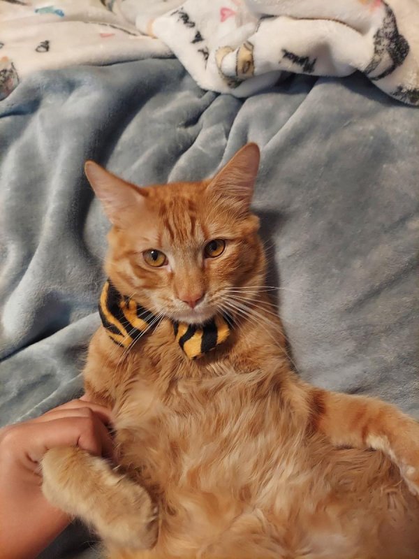 Safe Domestic Long Hair in Rialto, CA