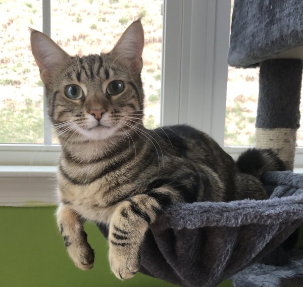 Lost Domestic Short Hair in Ellicott City, MD