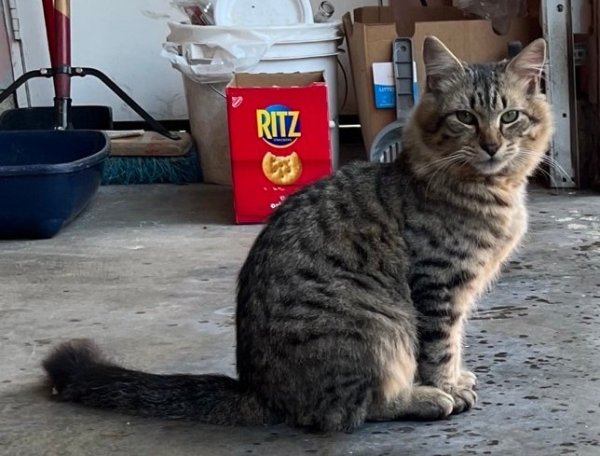 Lost Domestic Short Hair in Azusa, CA