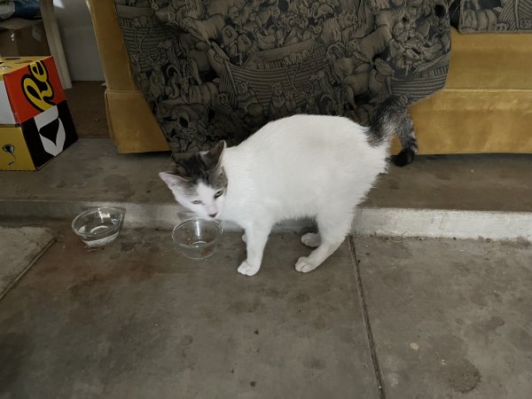 Found Domestic Short Hair 