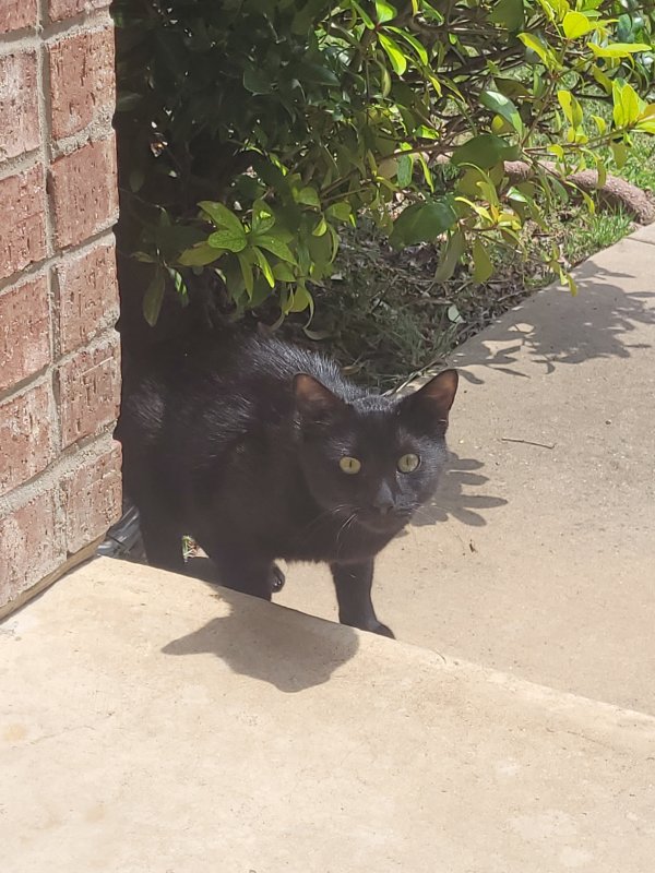 Found Cat in Garland, TX