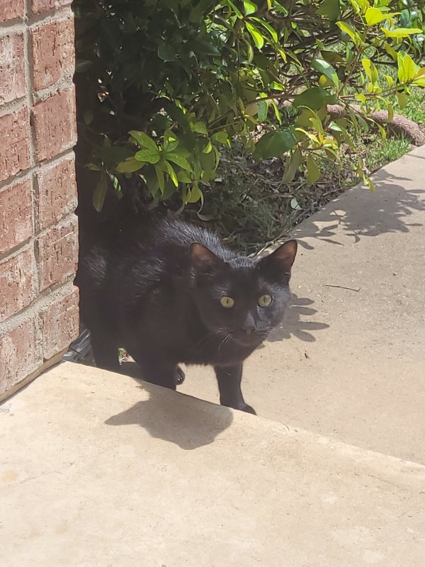 Safe Cat in Garland, TX