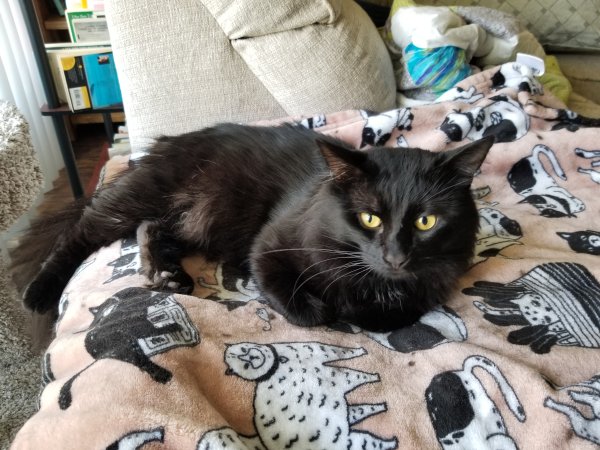 Lost Cat in San Bernardino, CA