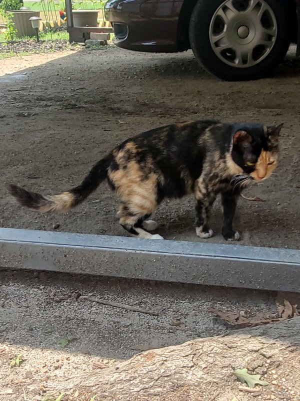 Found Cat in China Grove, NC
