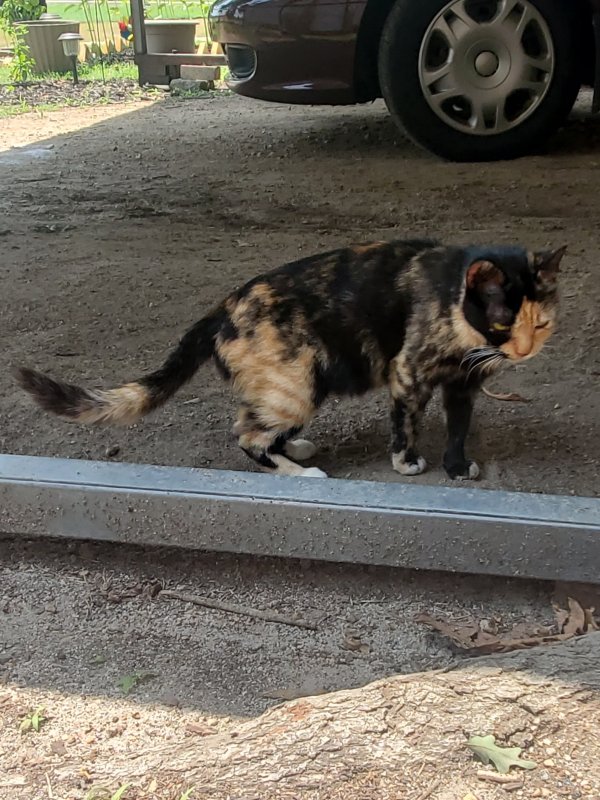 Safe Cat in China Grove, NC