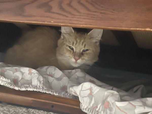 Safe Cat in Dearborn Heights, MI