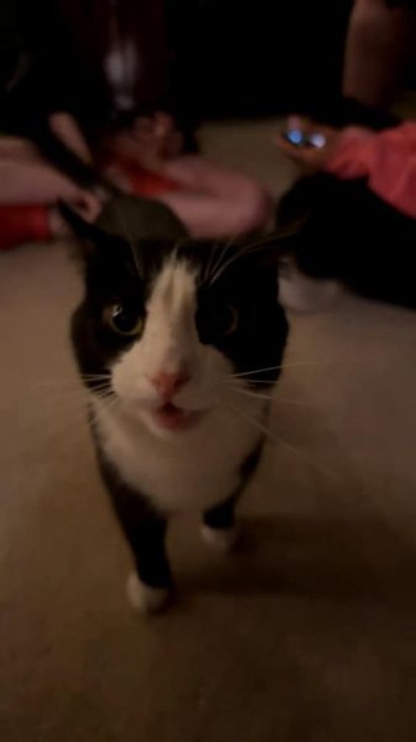 Safe Domestic Short Hair in Big Rock, IL