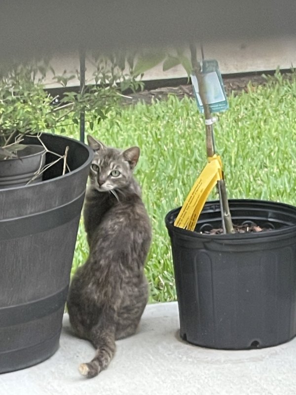 Safe Cat in Alvin, TX