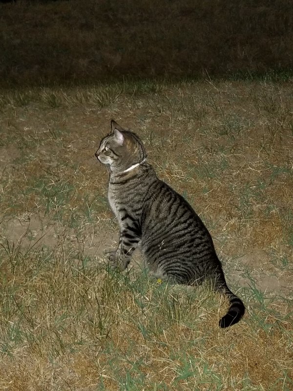 Safe American Shorthair in Halethorpe, MD