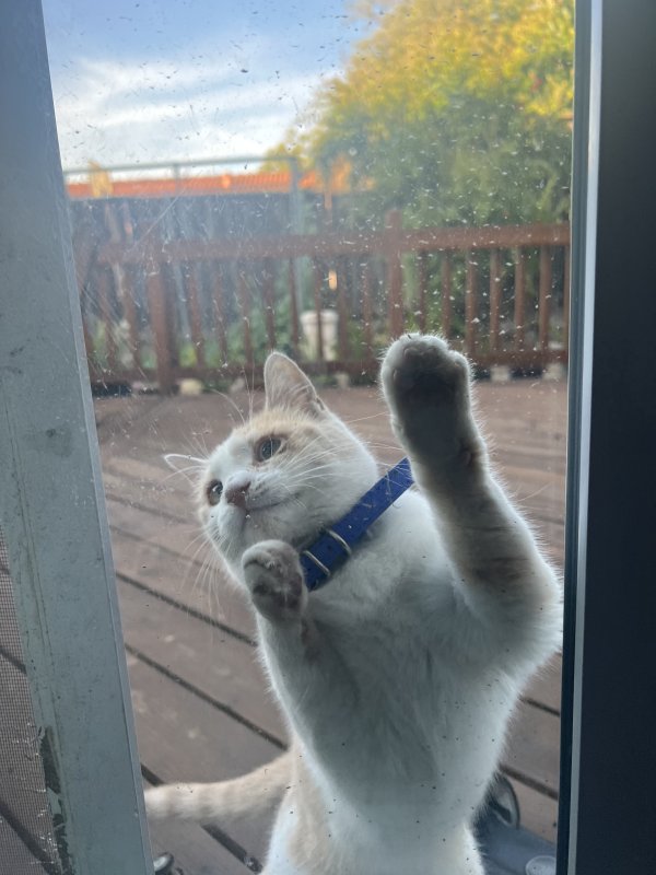 Safe Cat in San Jose, CA