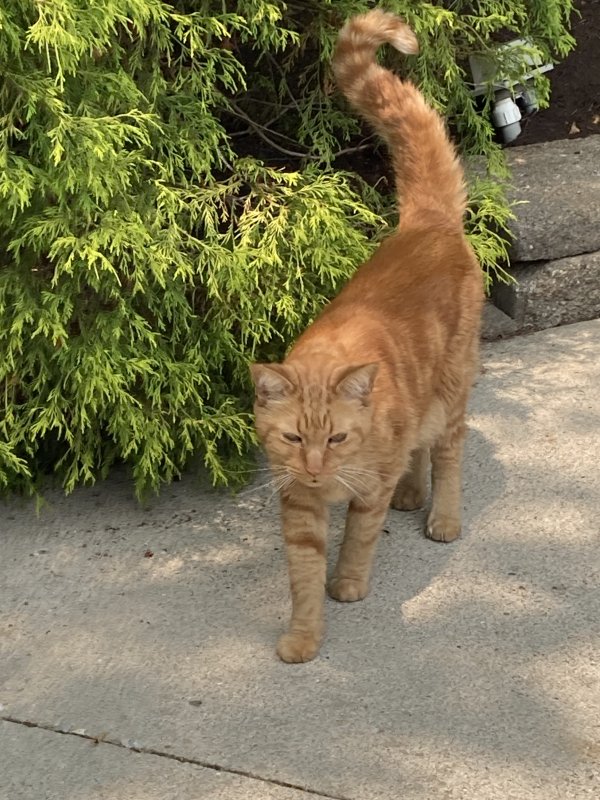 Safe Cat in West Chester, OH