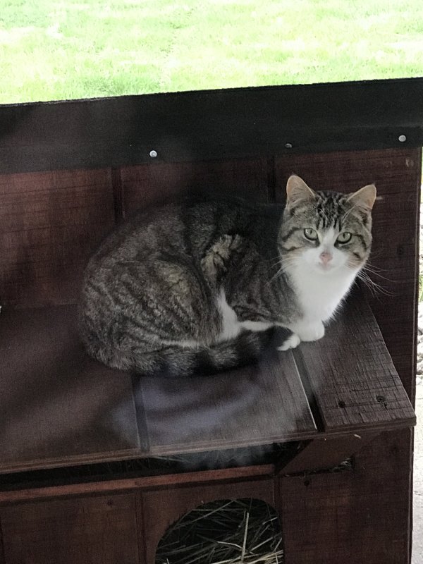 Safe Turkish Angora in West Mansfield, OH