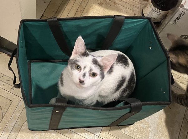 Safe Domestic Short Hair in Great Neck, NY