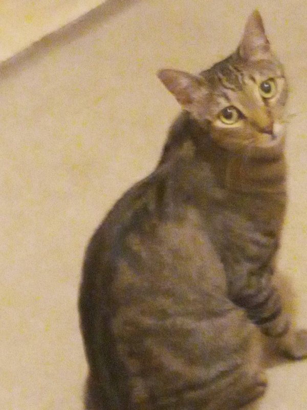 Safe Cat in Henderson, NV
