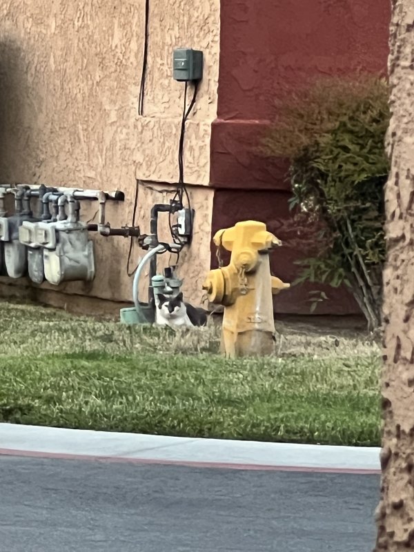 Safe Cat in Yucaipa, CA