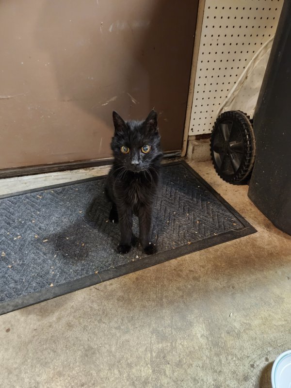 Found Domestic Long Hair 
